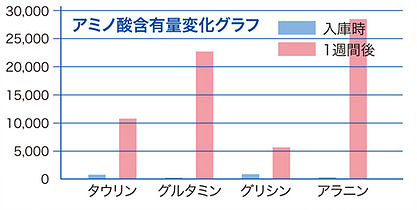 氷感熟成を行った牛ロース肉のアミノ酸含有変化グラフ