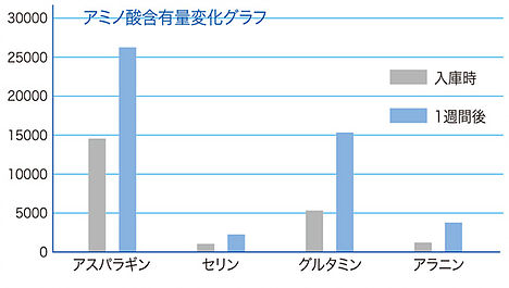 氷感熟成イチゴのアミノ酸含有量変化グラフ